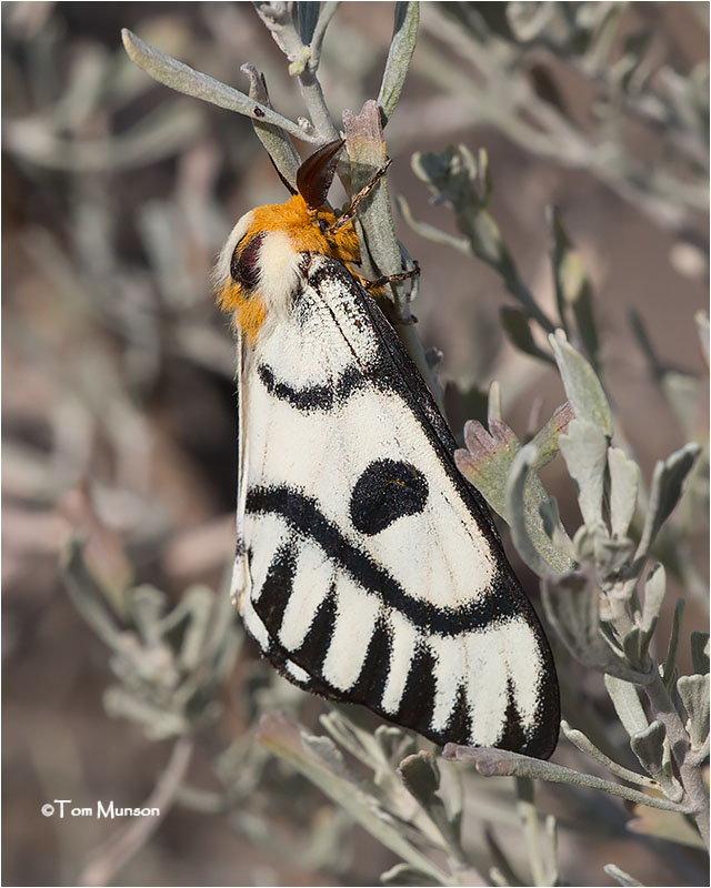  Hemileuca Hera moth 