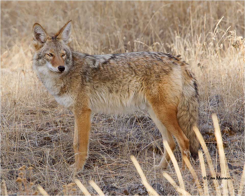  Coyote 