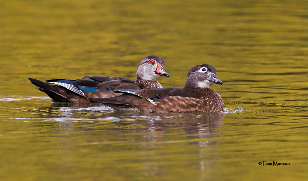  Wood Ducks (always on alert)