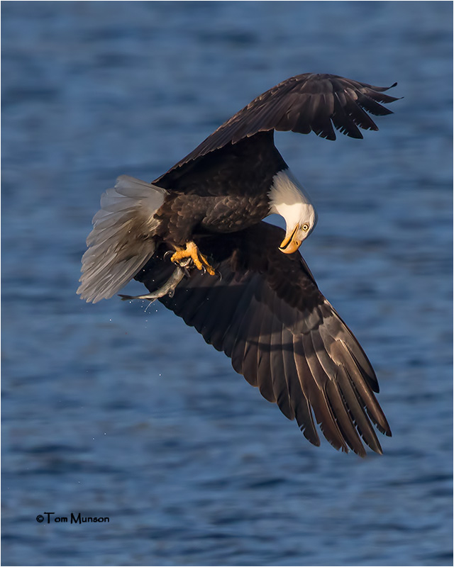  Bald Eagle-web.jpg
