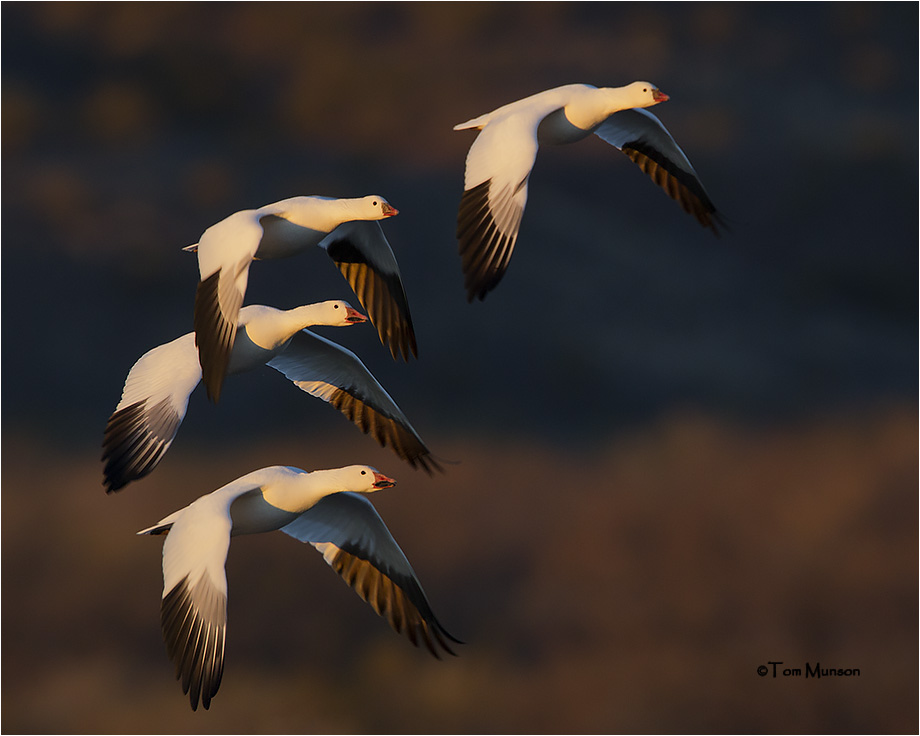  Rosss- Snow Geese 