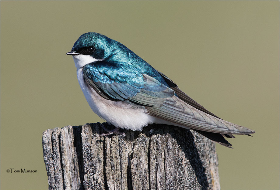 Tree Swallow