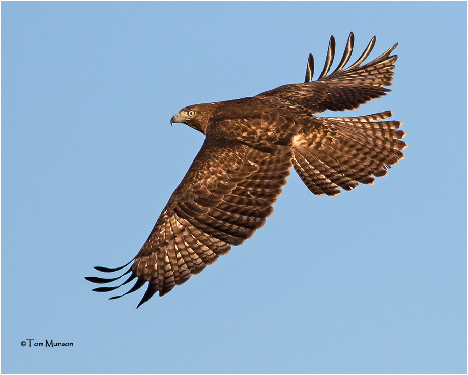 Red-tailed Hawk 