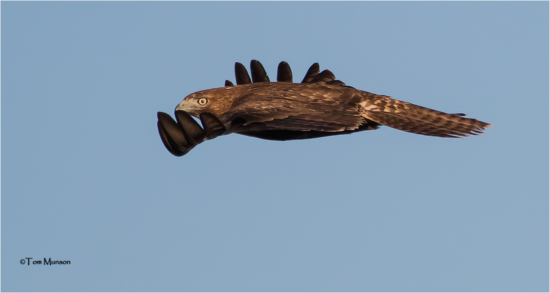 Red-tailed Hawk 