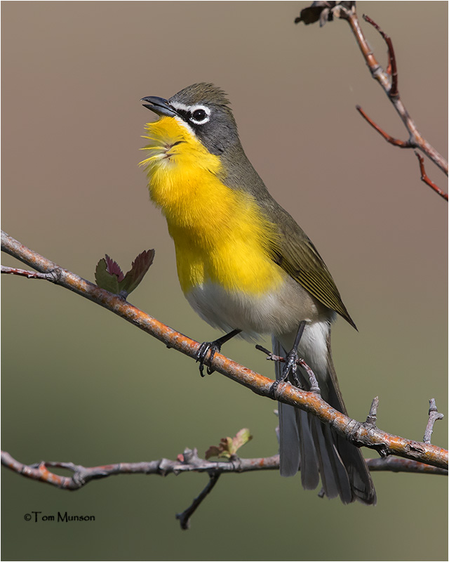  Yellow-breasted Chat 