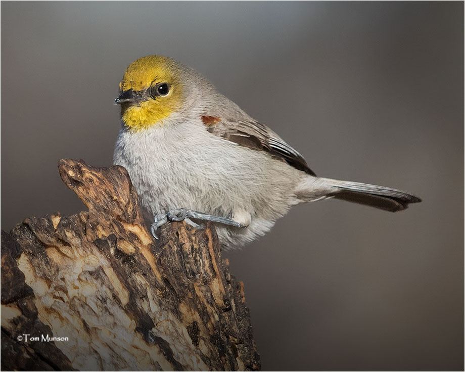  Verdin 