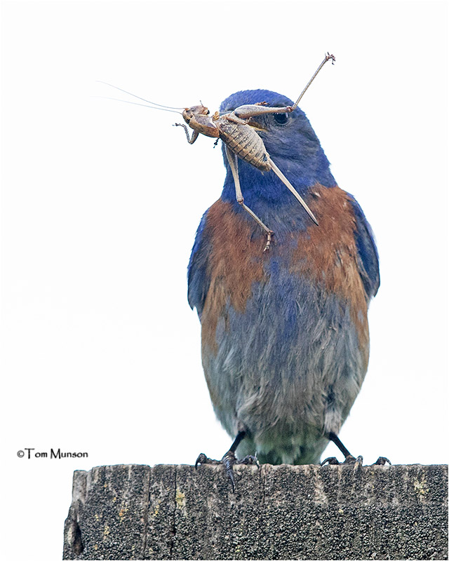  Western Bluebird 