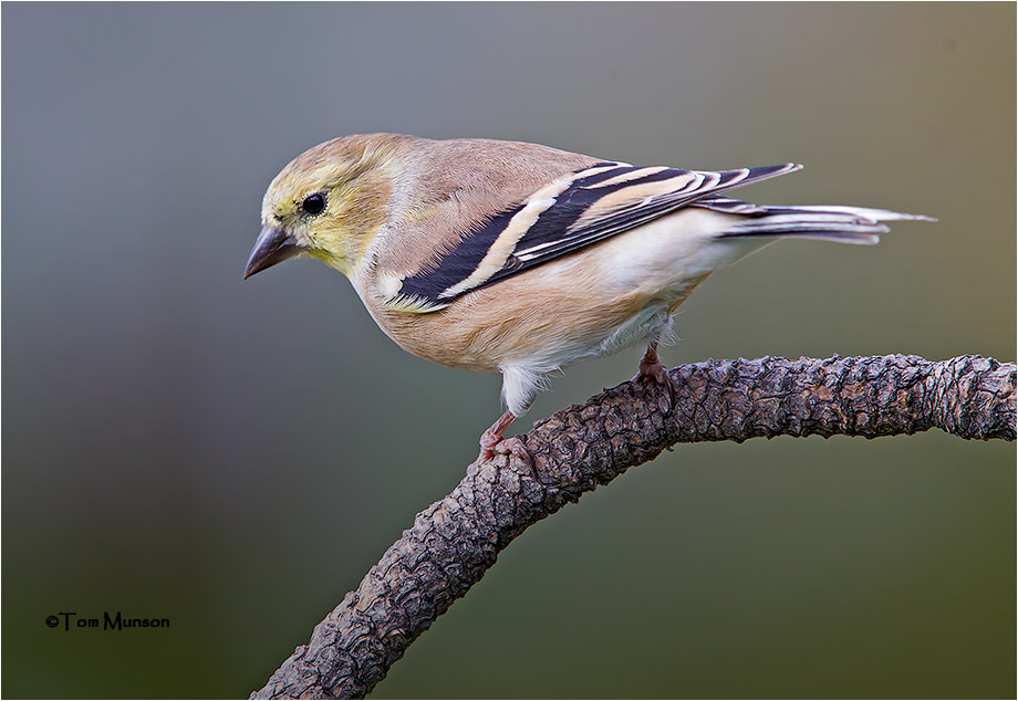 American Goldfinch