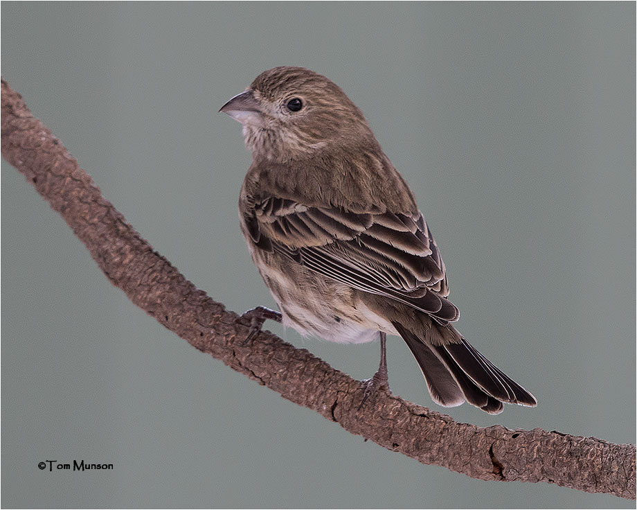  House Finch 