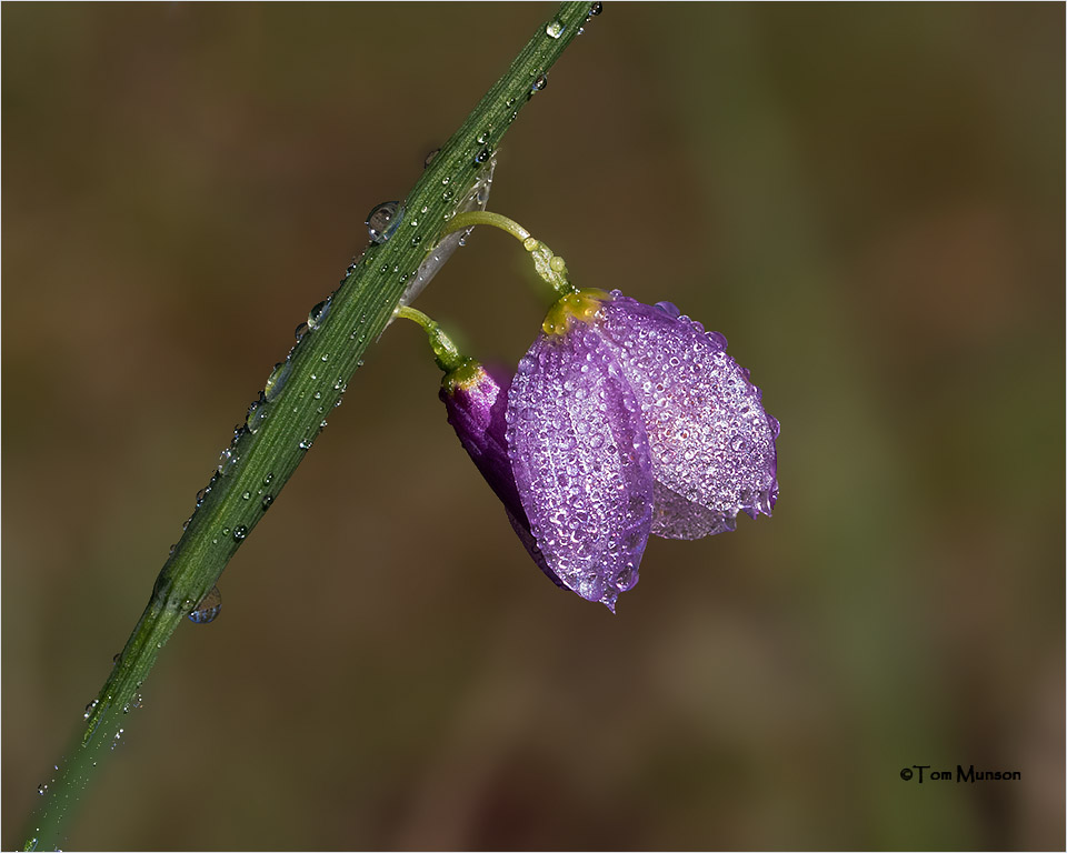  Grass Widow 