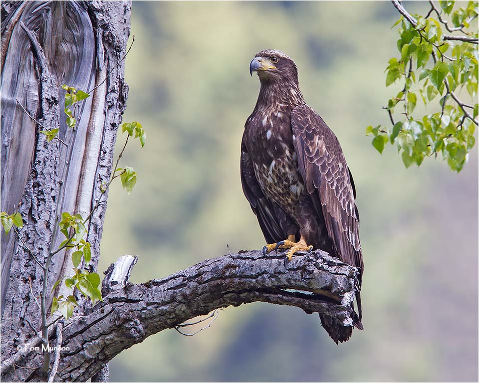  Bald Eagle 