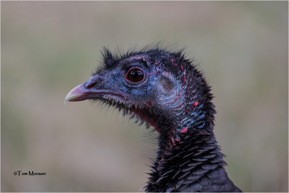  Wild Turkey 