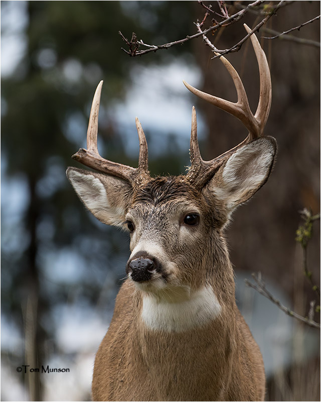  White-tailed Deer 