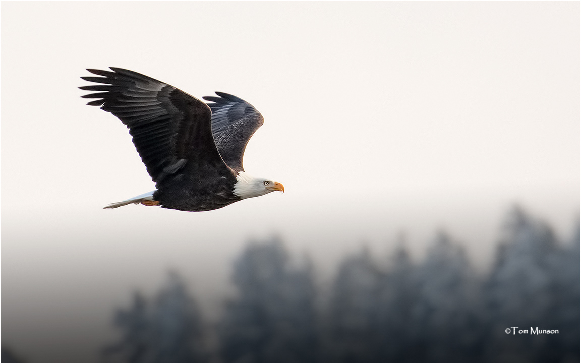  Bald Eagle 