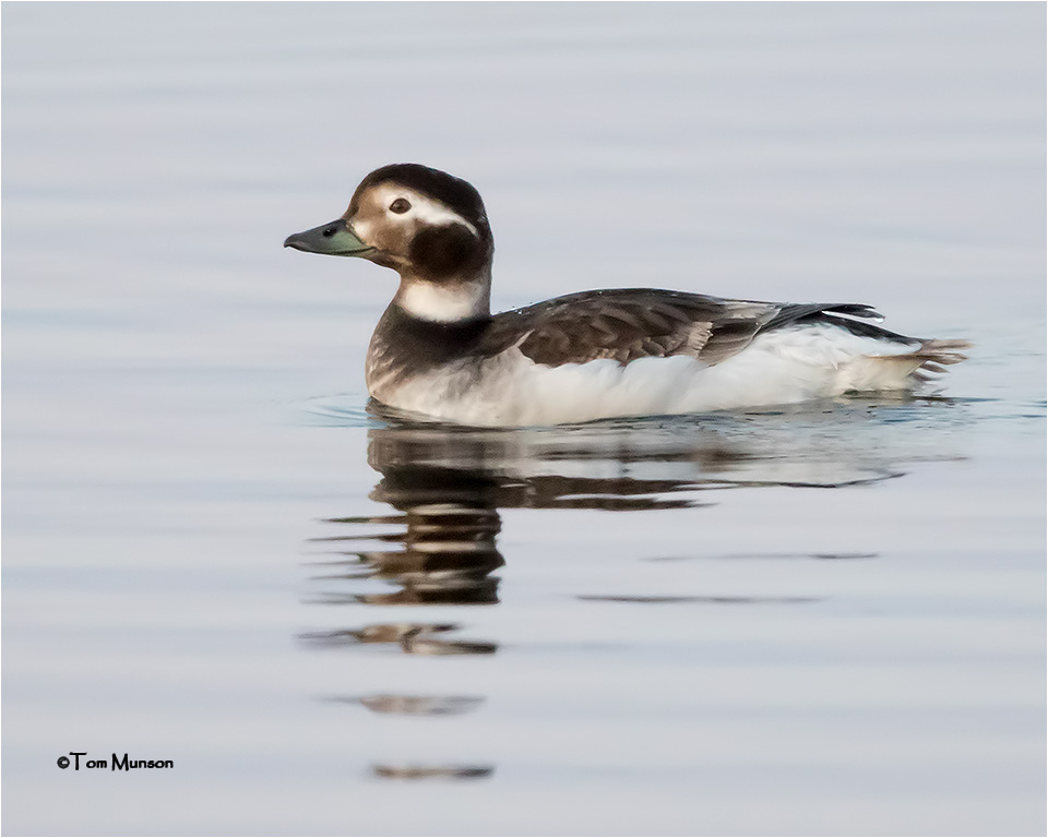  Long-tailed Duck 