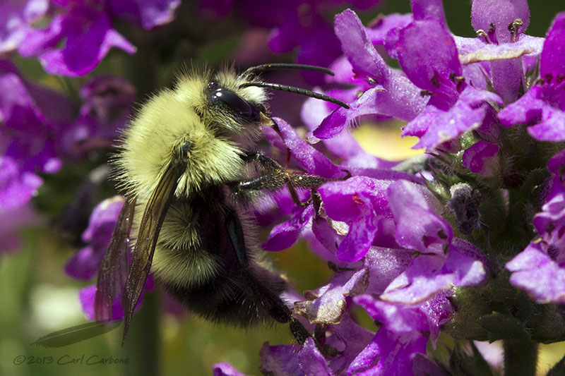 Bumblebee - _MG_2187.jpg - 07/14/2013