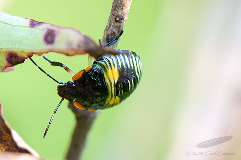 08/07/2014 - _MG_3788.jpg