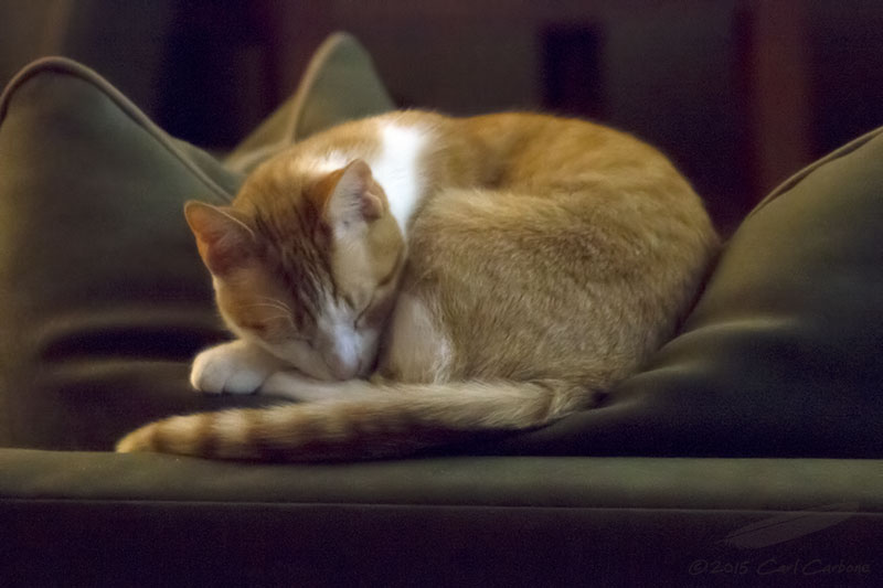 01/28/2015 - _MG_3876.jpg