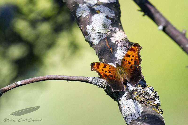 07/19/2015 - _MG_7660.jpg