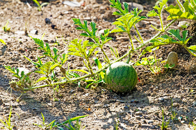 08/06/2015 - _MG_8188.jpg