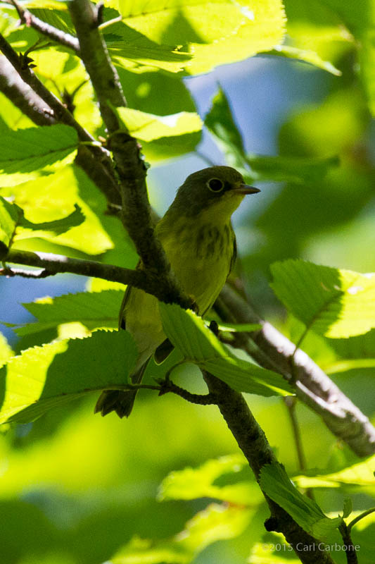 20150821-_MG_8683.jpg