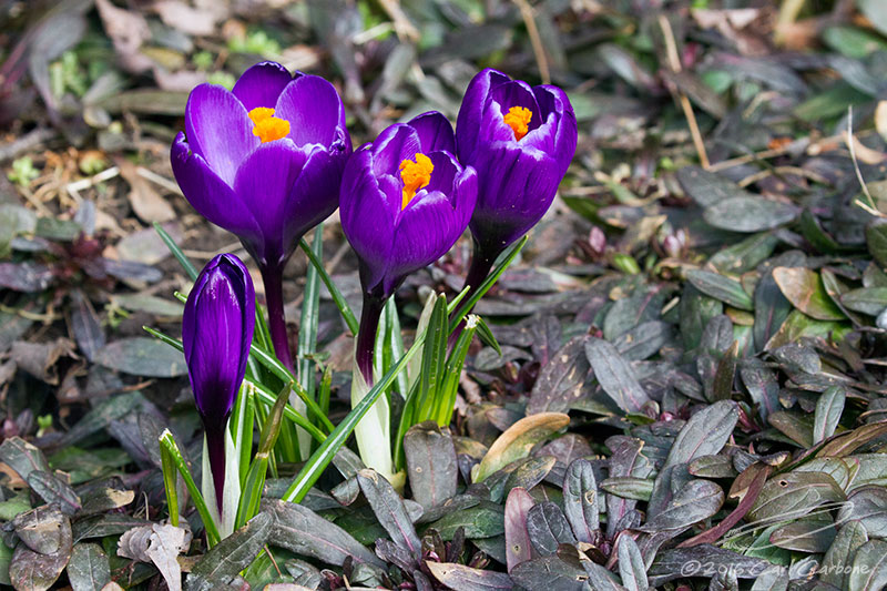 03/14/2016 - _MG_1358.jpg