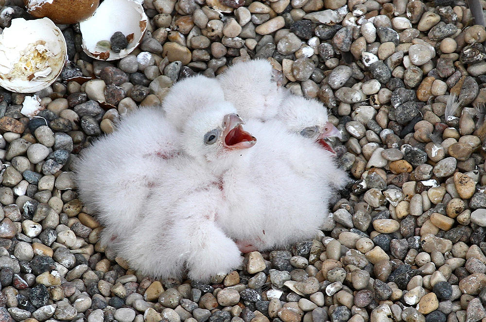 4 chicks