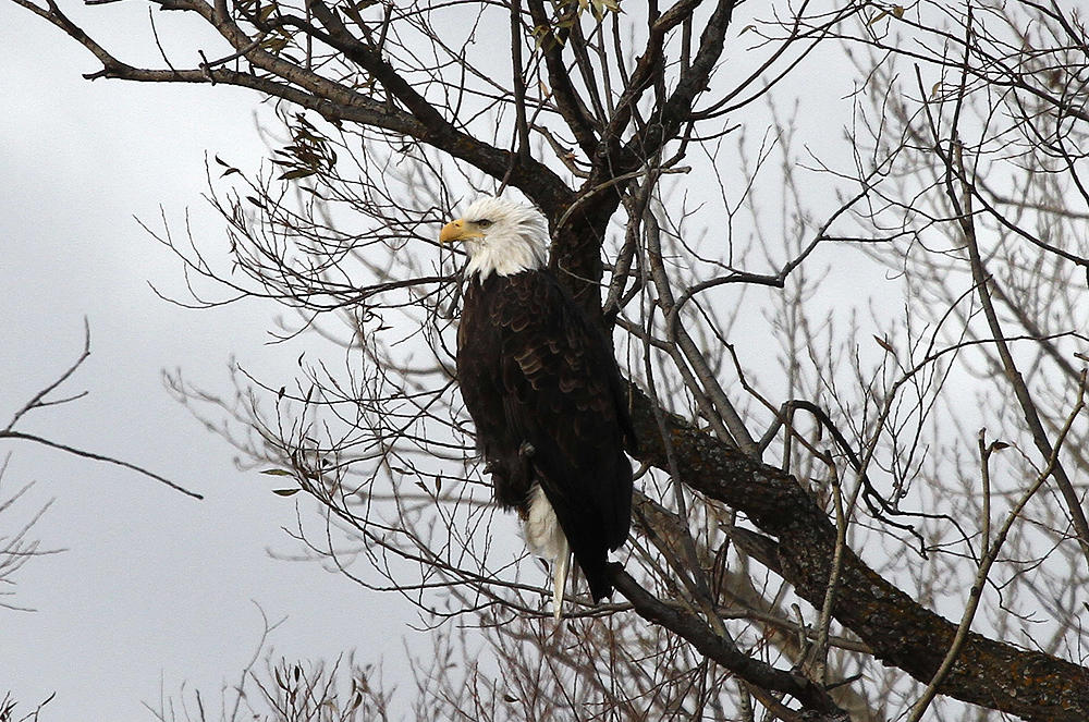 Bald Eagle