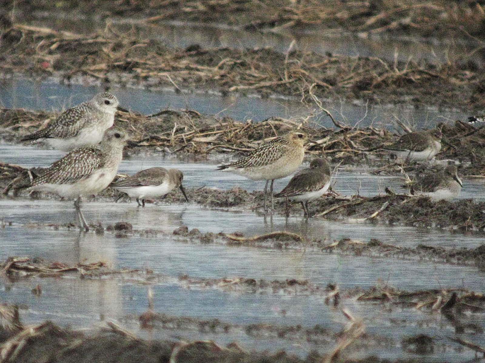 Pacific Golden-Plover  137