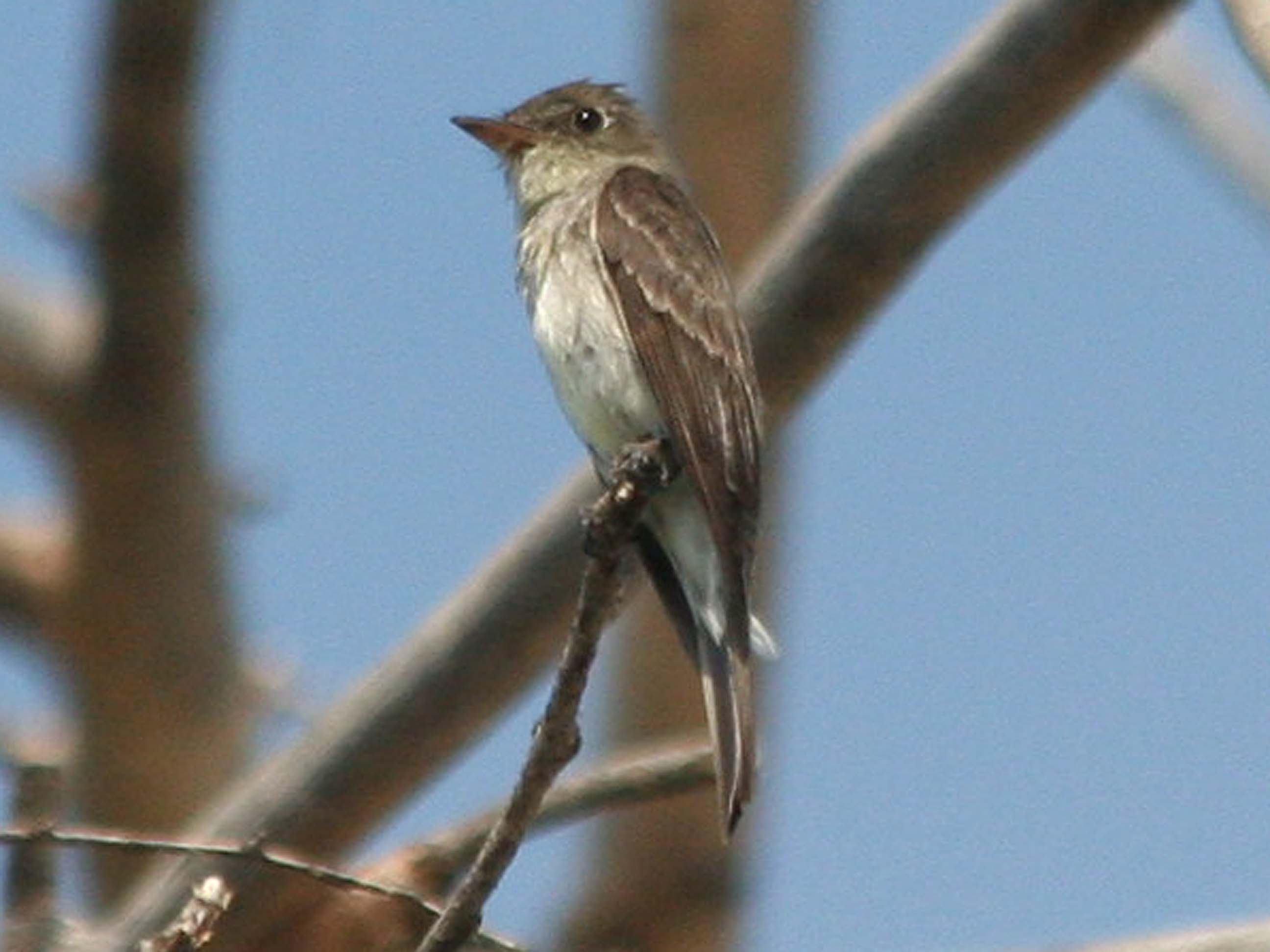Eastern Wood-Pewee