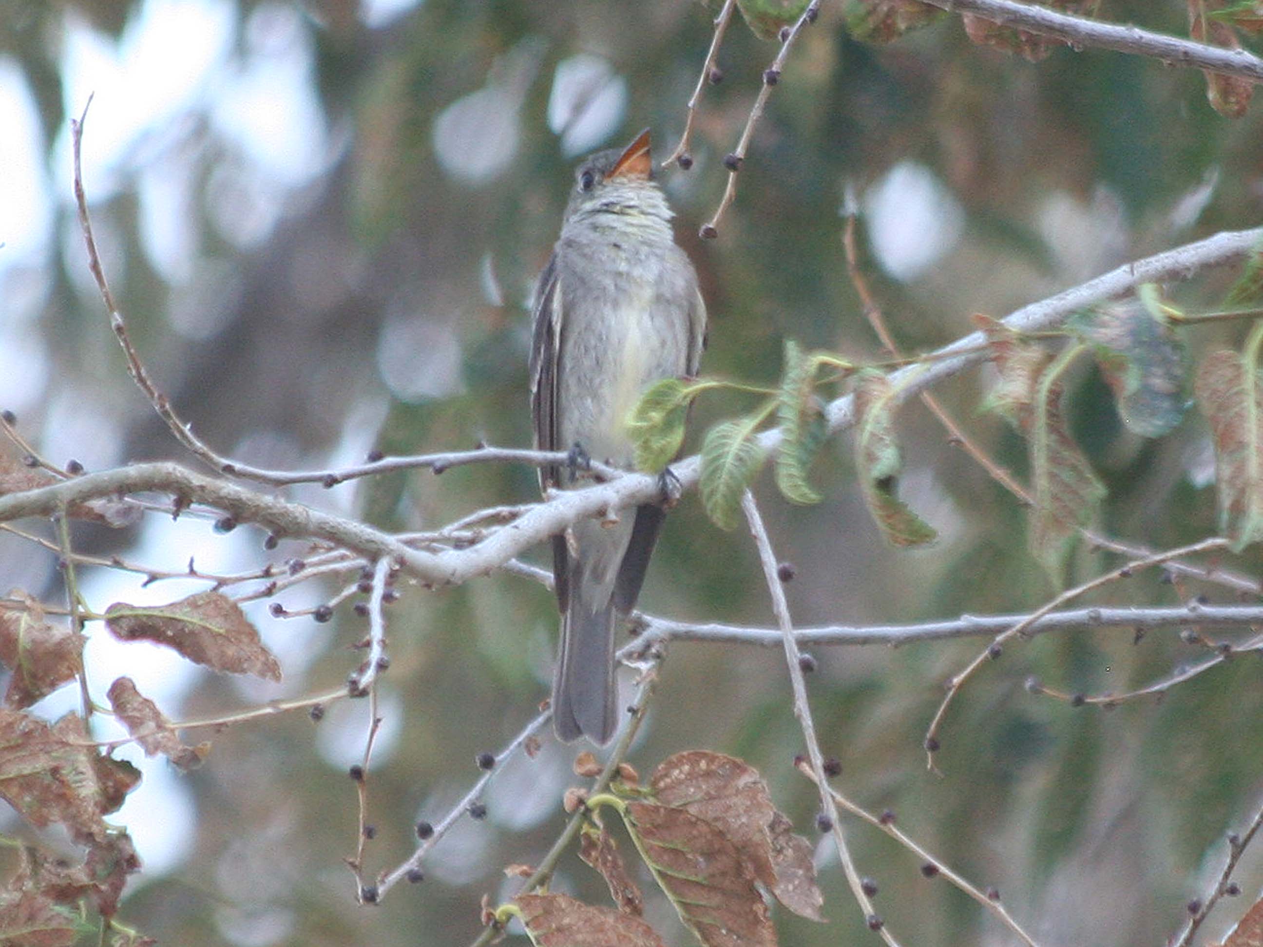 Eastern Wood-Pewee