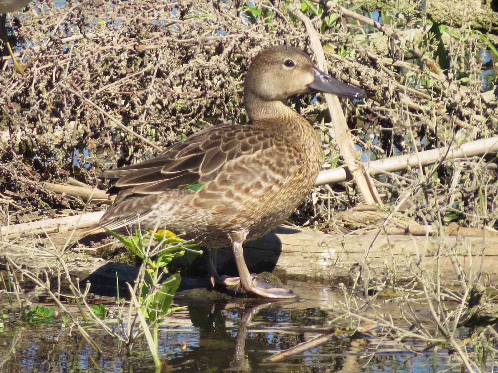 Cinnamon Teal