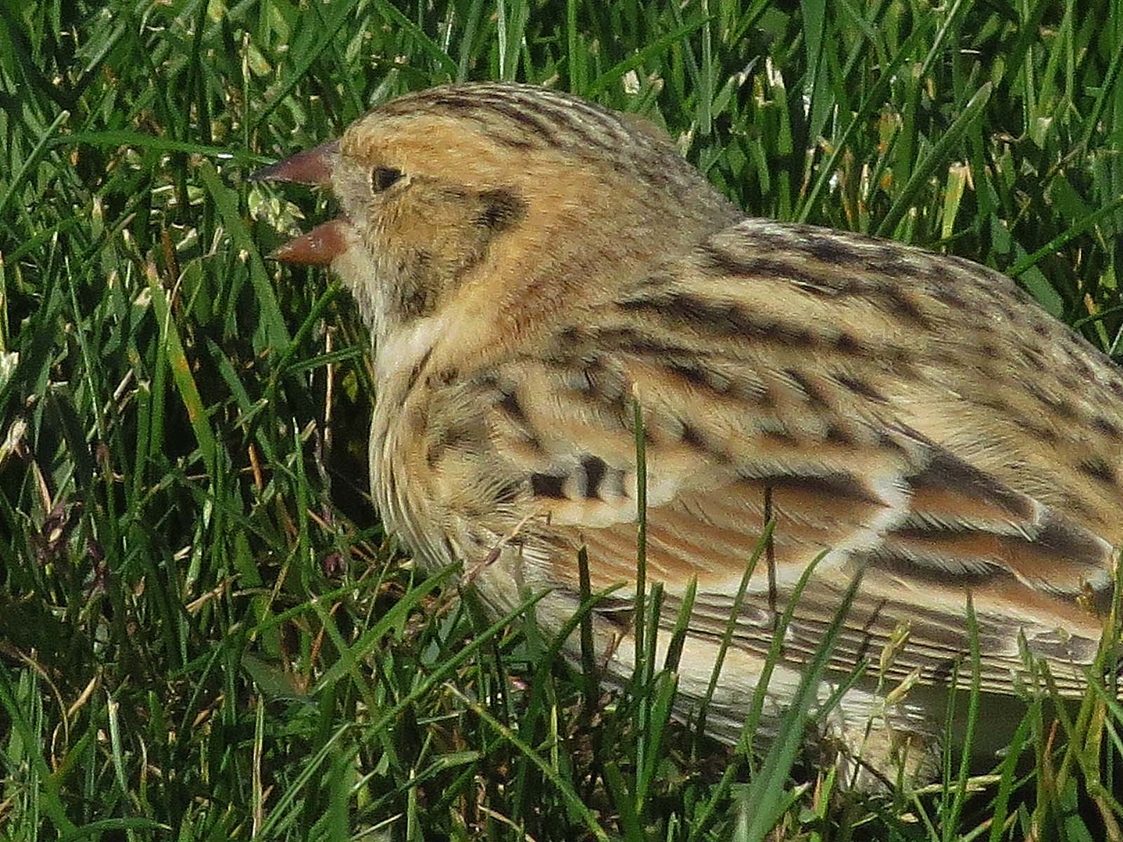 Lapland Longspur