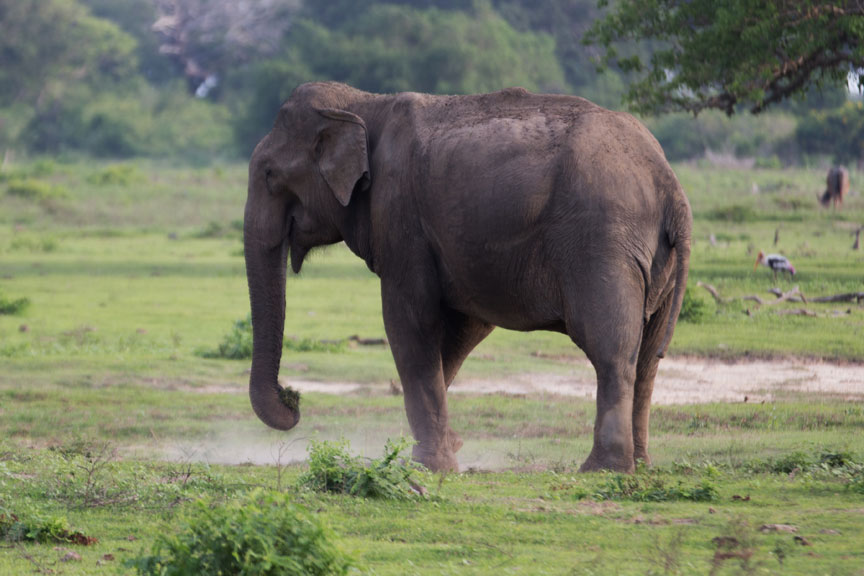 Sri-Lanka-107-Yala-Natl-Park-Wild-Elephant.jpg