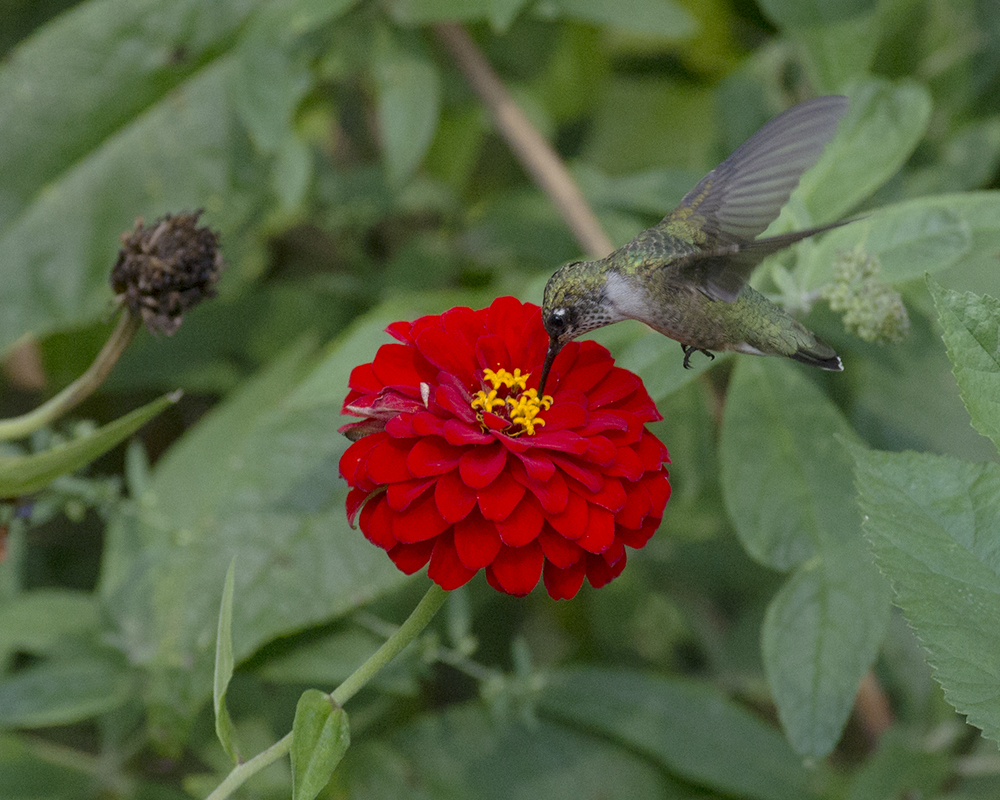 Zinnia IMGP8298a.jpg