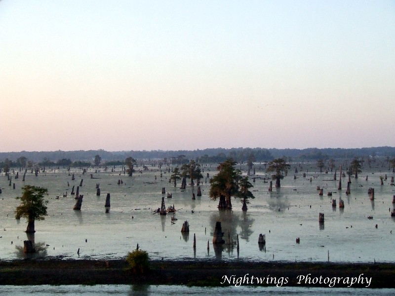 St Martin Parish - Henderson swamp 