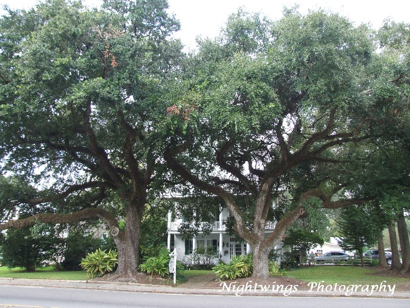 St Martin Parish - St Martinville - Bienvienue bed and breakfast