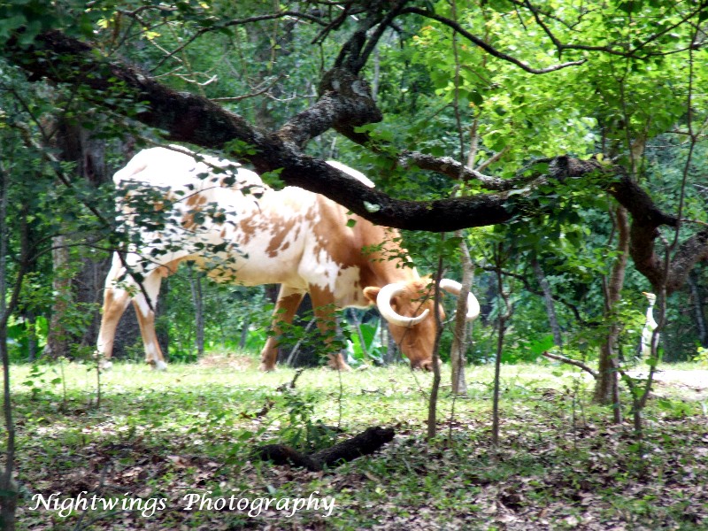 St Martin Parish - St Martinville -  Longfellow Evangeline State park 