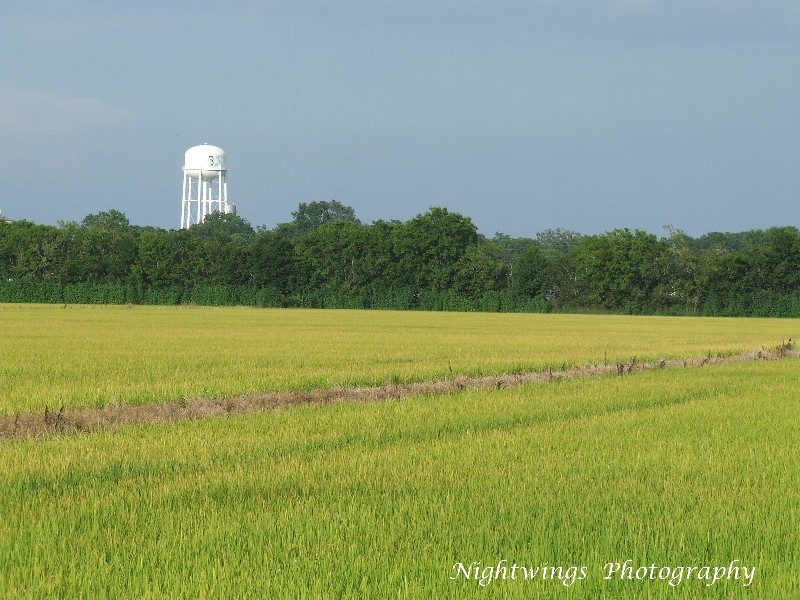 Acadia Parish - Rayne - rice