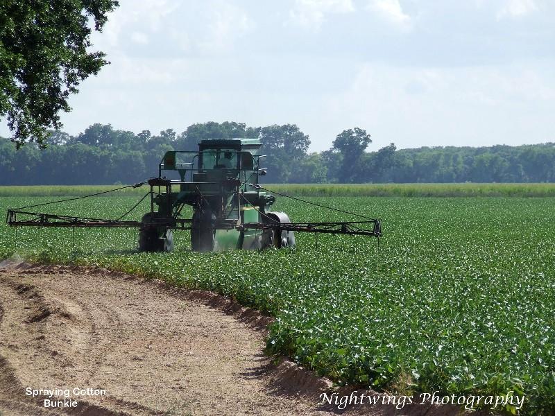 Rapides Parish -  spraying cotton