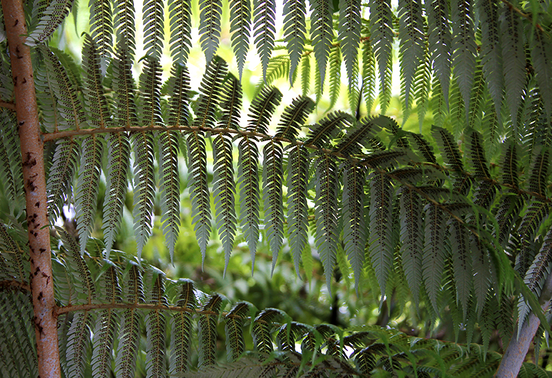 Spores growing under a Silver Fern frond
