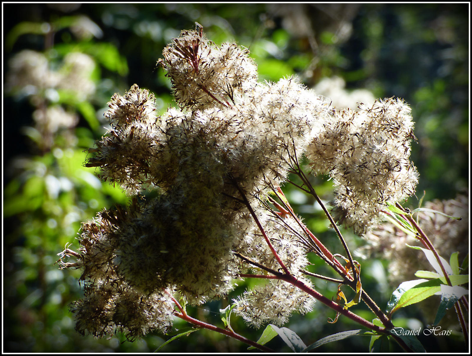 Automne 2015 chez moi 15.JPG