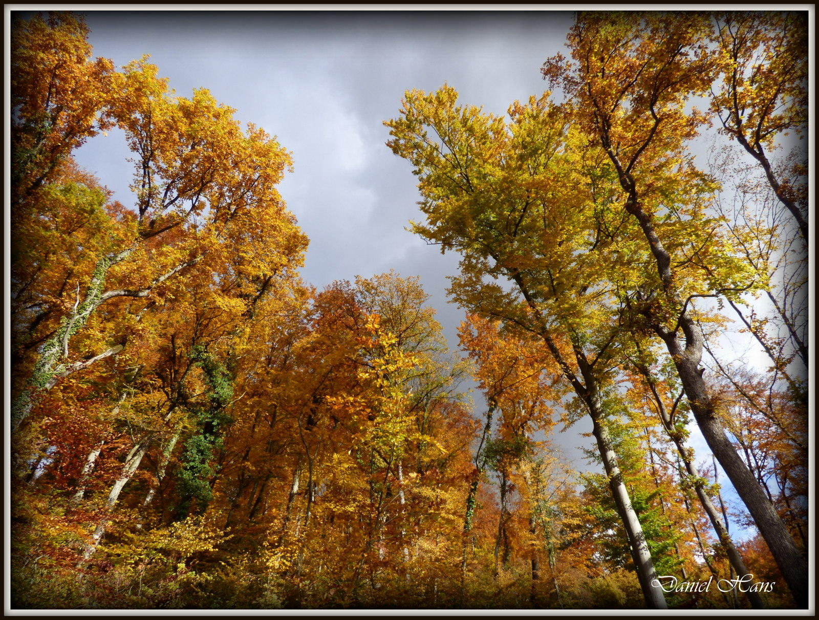 Automne 2015 chez moi 37.JPG