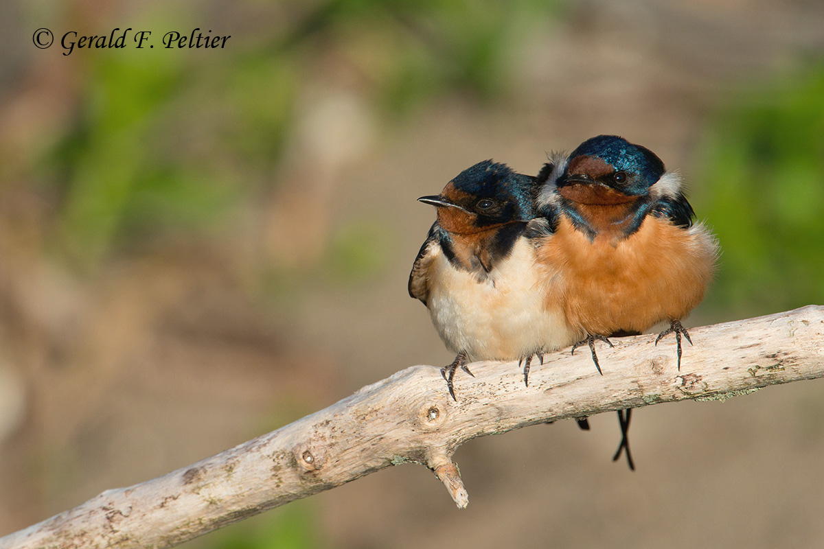 Barn Swallows