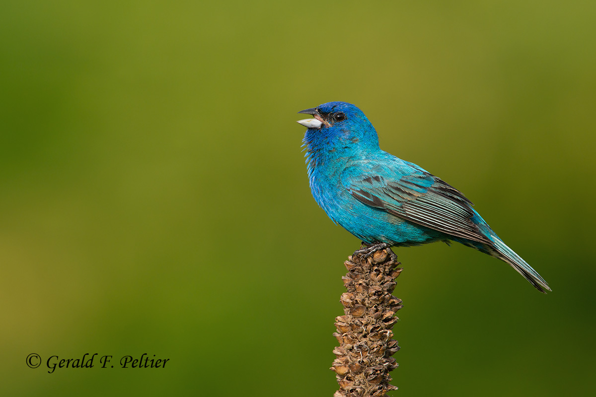 Indigo Bunting