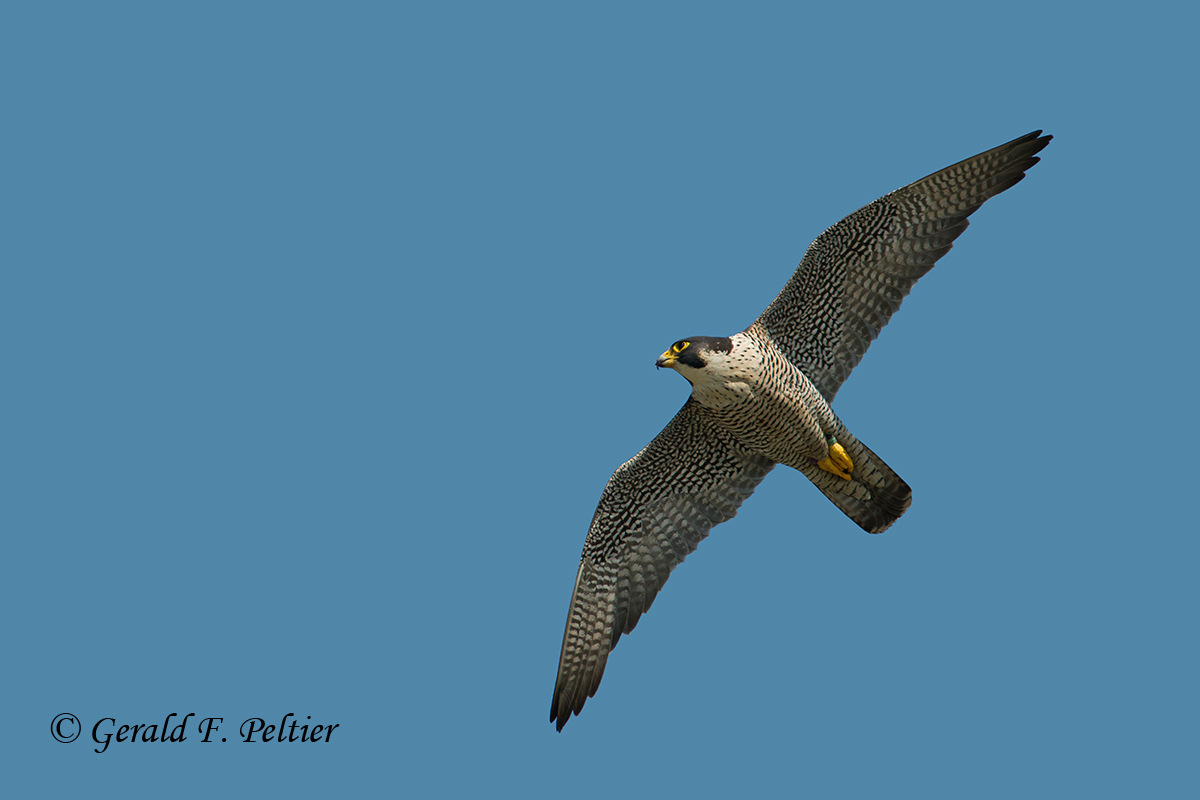 Peregrine Falcon ( adult female )  # 3  2013