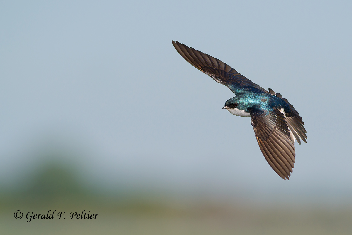 Tree Swallow