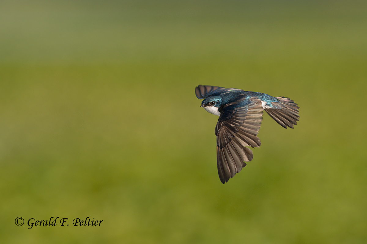 Tree Swallow