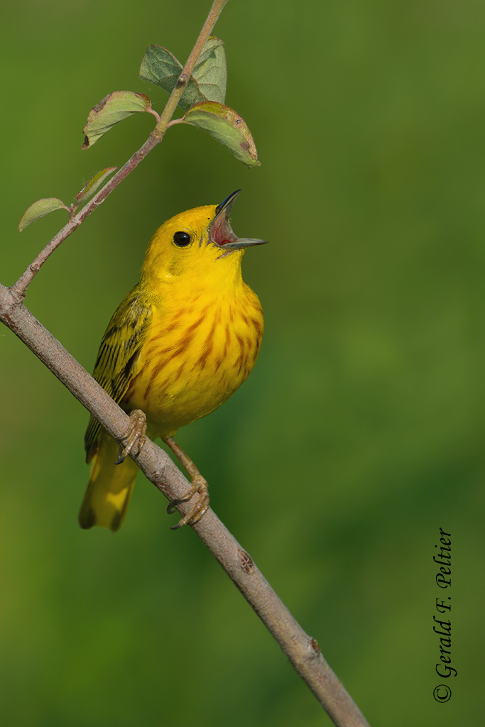 Yellow Warbler