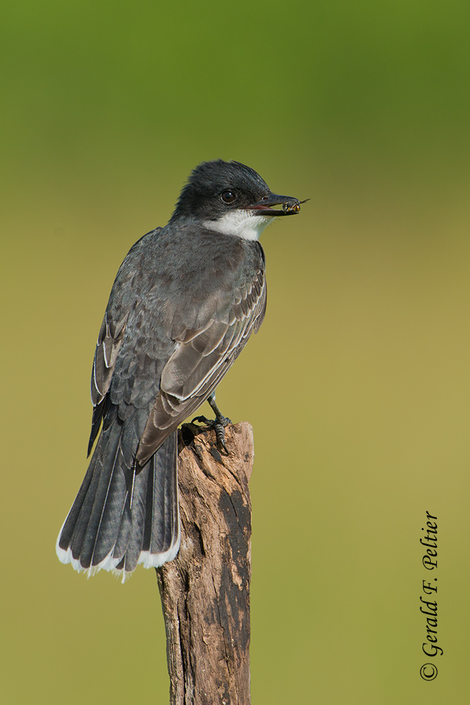 Eastern Kingbird